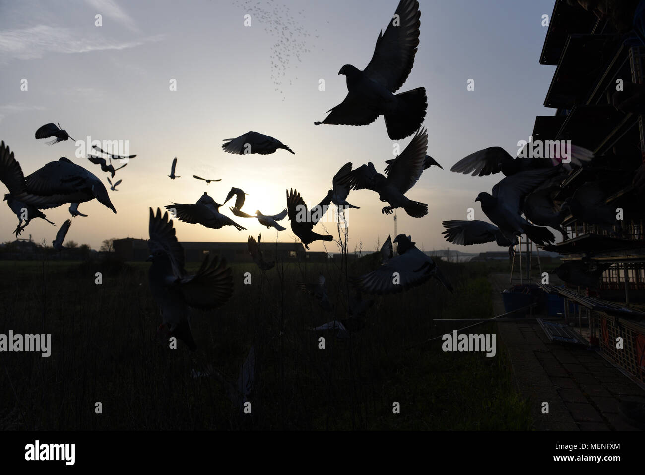 Madrid, Espagne. 22 avr, 2018. Des milliers de pigeons voyageurs sont libérés lors d'une course en Espagne d'environ 400 kilomètres entre Almazán et Barcelone. La colombophilie est un sport dans lequel bien élevés et entraînés les pigeons sont libérés des endroits spécifiques. Ils ont ensuite la race retour à l'accueil leur lofts. Credit : Jorge Sanz/Pacific Press/Alamy Live News Banque D'Images