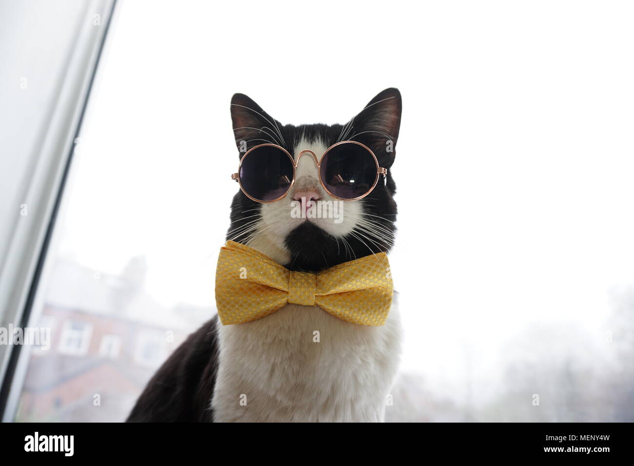 Chat noir et blanc portant des lunettes et noeud papillon jaune Photo Stock  - Alamy