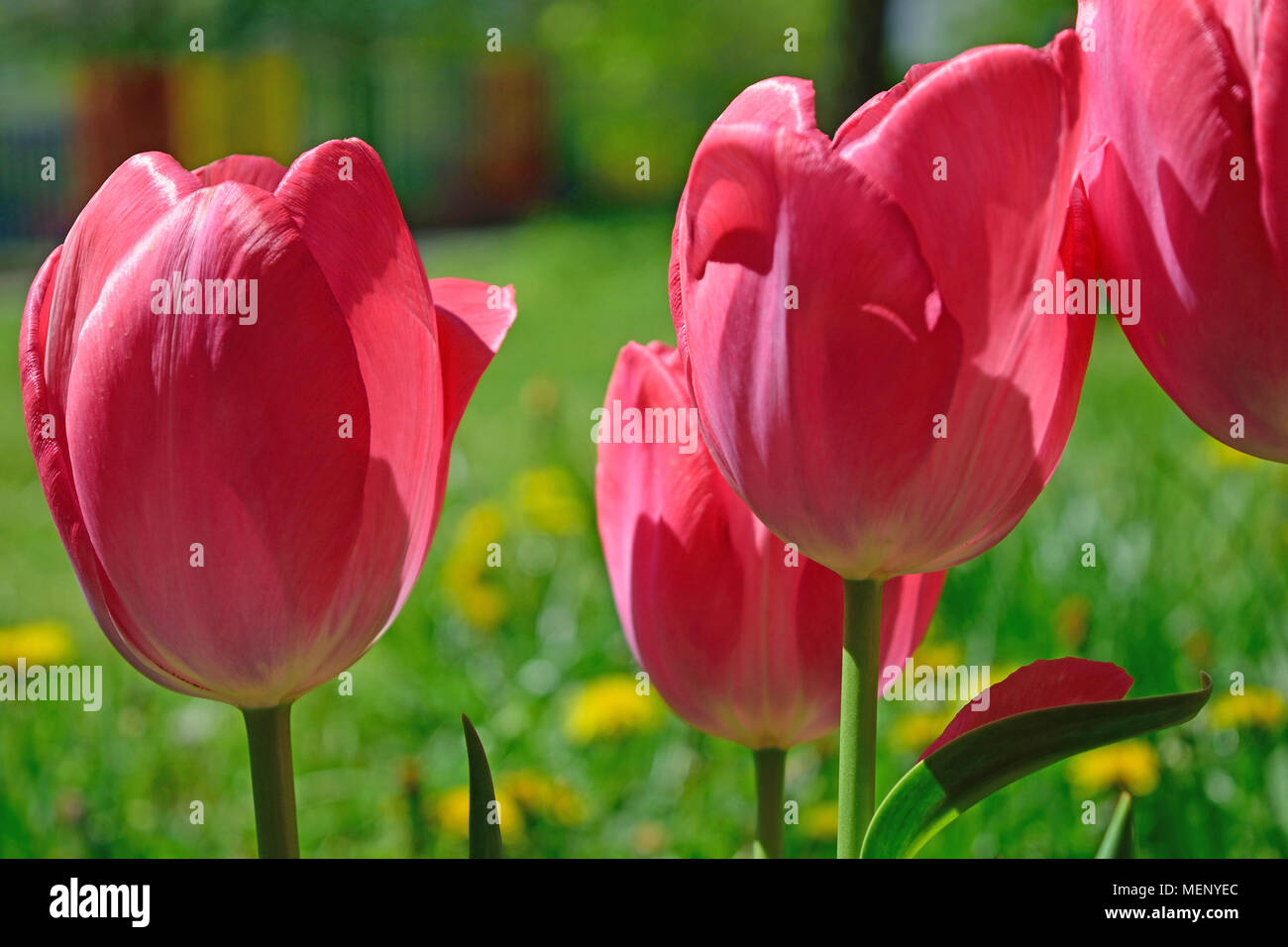 Tulipes rouges dans le parc. L'herbe verte brouillée avec des touches à l'arrière-plan. Vue en gros plan. Banque D'Images