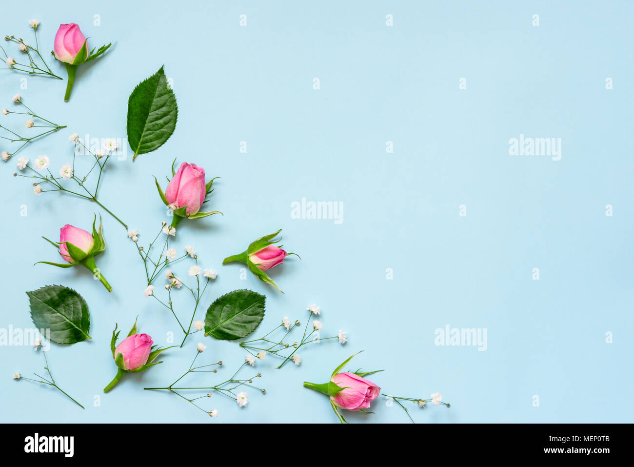 Vue de dessus de roses roses et de feuilles vertes sur fond bleu. Abstract floral background. Copier l'espace. Banque D'Images