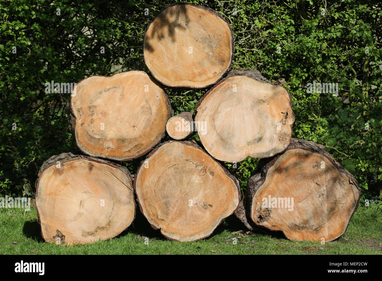 Pyramide de sciage, Scotts pin, coupe transversale, la texture en bois, par Malcolm Buckland, onze Design Banque D'Images