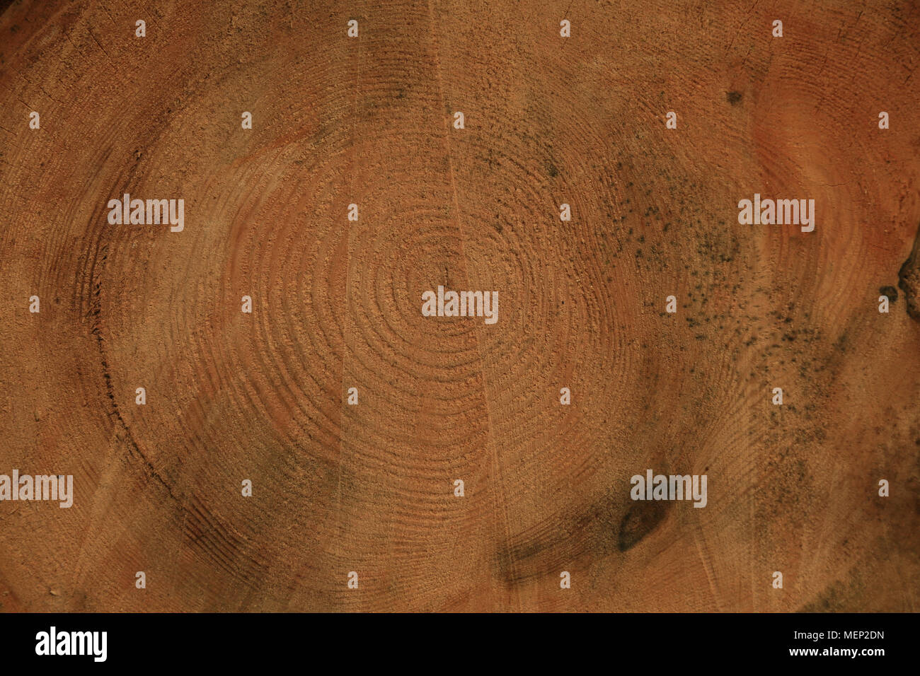 La texture du bois, du grain du bois, les anneaux de croissance des arbres, Scotts Pine par Malcolm Buckland, onze Design Banque D'Images