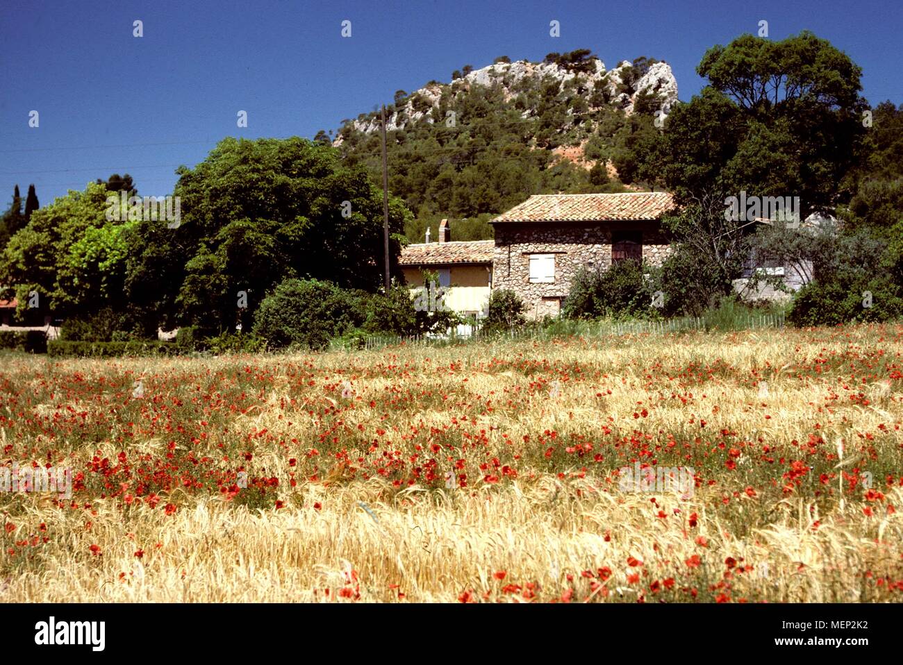 Paysage près d'Arles, Provence. Banque D'Images