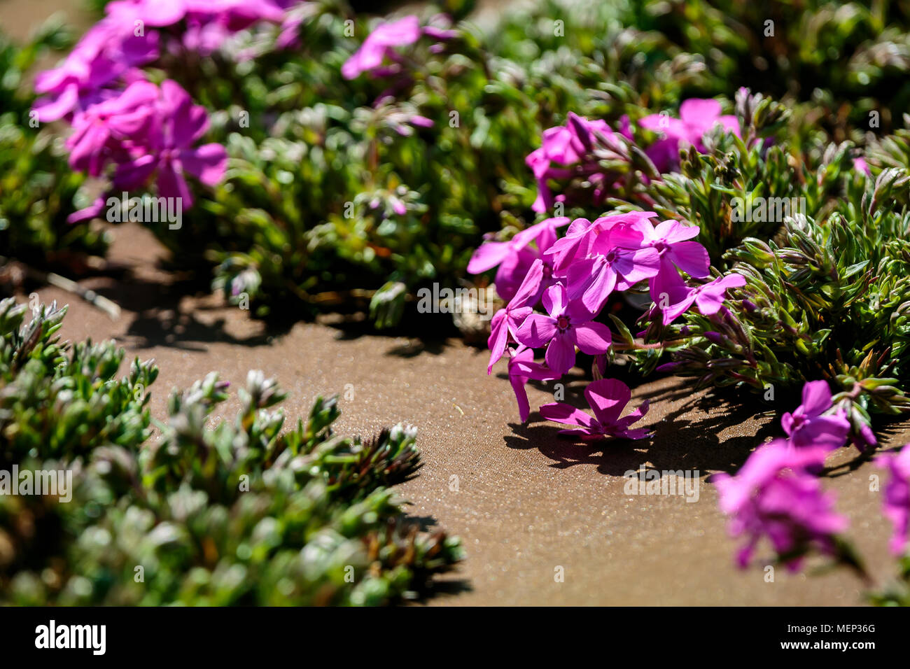 Phlox fleurs éclore dans un parc lit de fleur sur une belle journée de printemps à Kanagawa au Japon. Banque D'Images