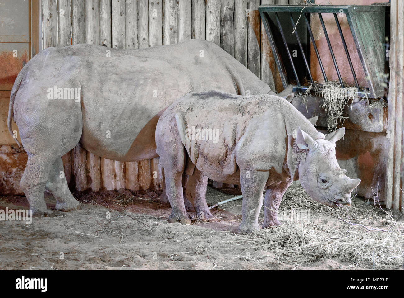 Le zoo de Chester à rhinocéros deux Banque D'Images