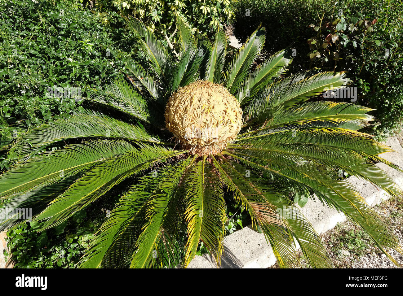 Tête d'un palmier Cycas revoluta Sagou Banque D'Images