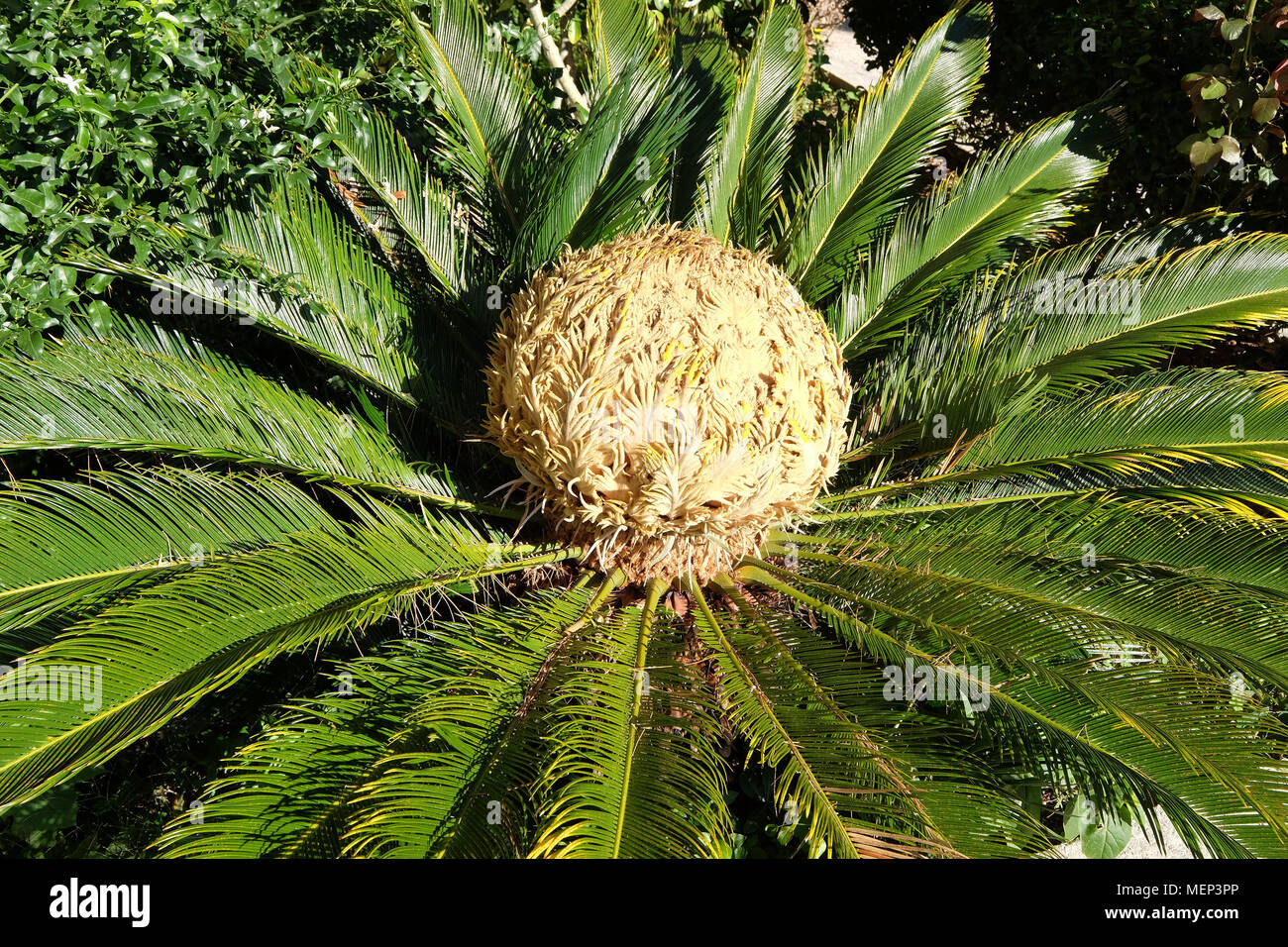 Tête d'un palmier Cycas revoluta Sagou Banque D'Images
