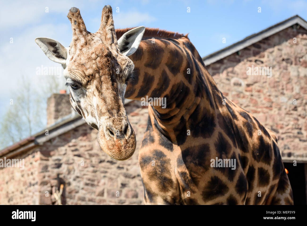 Une girafe à regarder l'appareil photo Banque D'Images