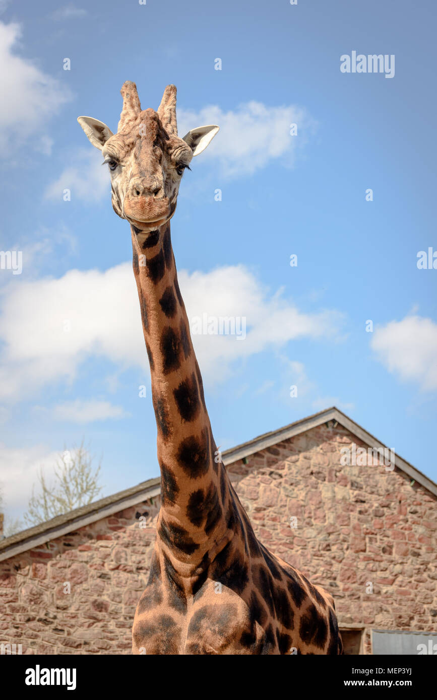 Une girafe à regarder l'appareil photo Banque D'Images