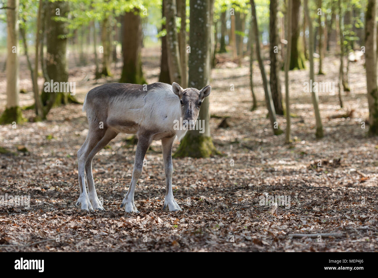 Renne des forêts Banque D'Images