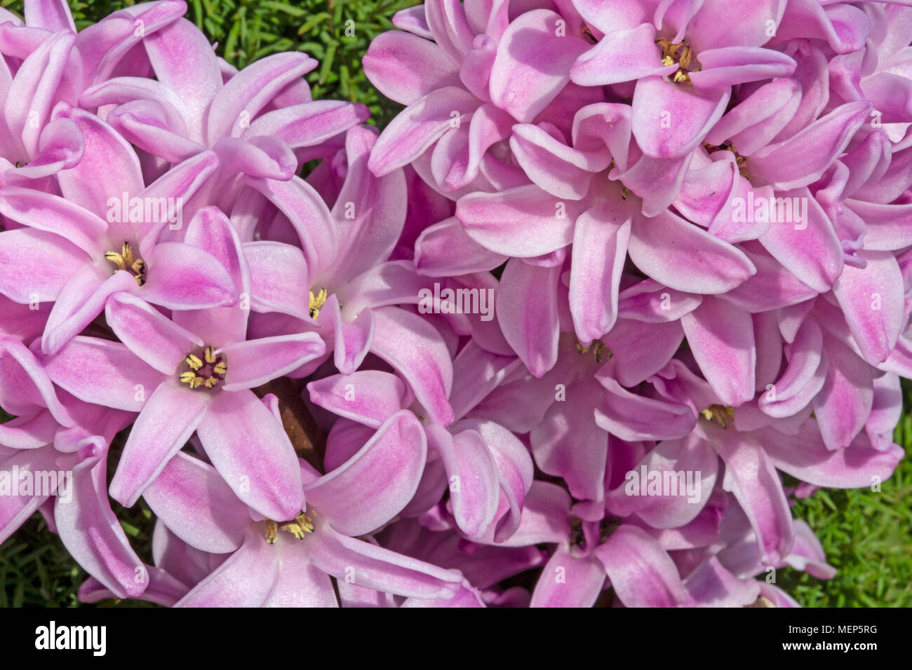 Close up of les fleurs d'une Jacinthe Rose. Banque D'Images