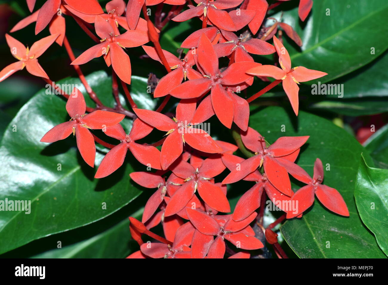 Ixora coccinea Flamme de la forêt. Banque D'Images Ixora coccinea Flamme de la forêt. Banque D'Images