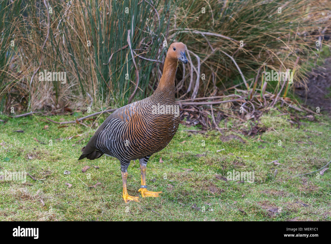 Tournepierre à tête rousse à Slimbridge Banque D'Images