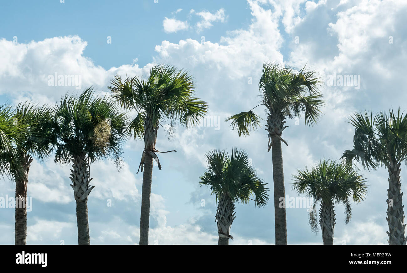 Différentes tailles de palmiers dans une rangée avec un beau fond de ciel bleu nuageux. Banque D'Images
