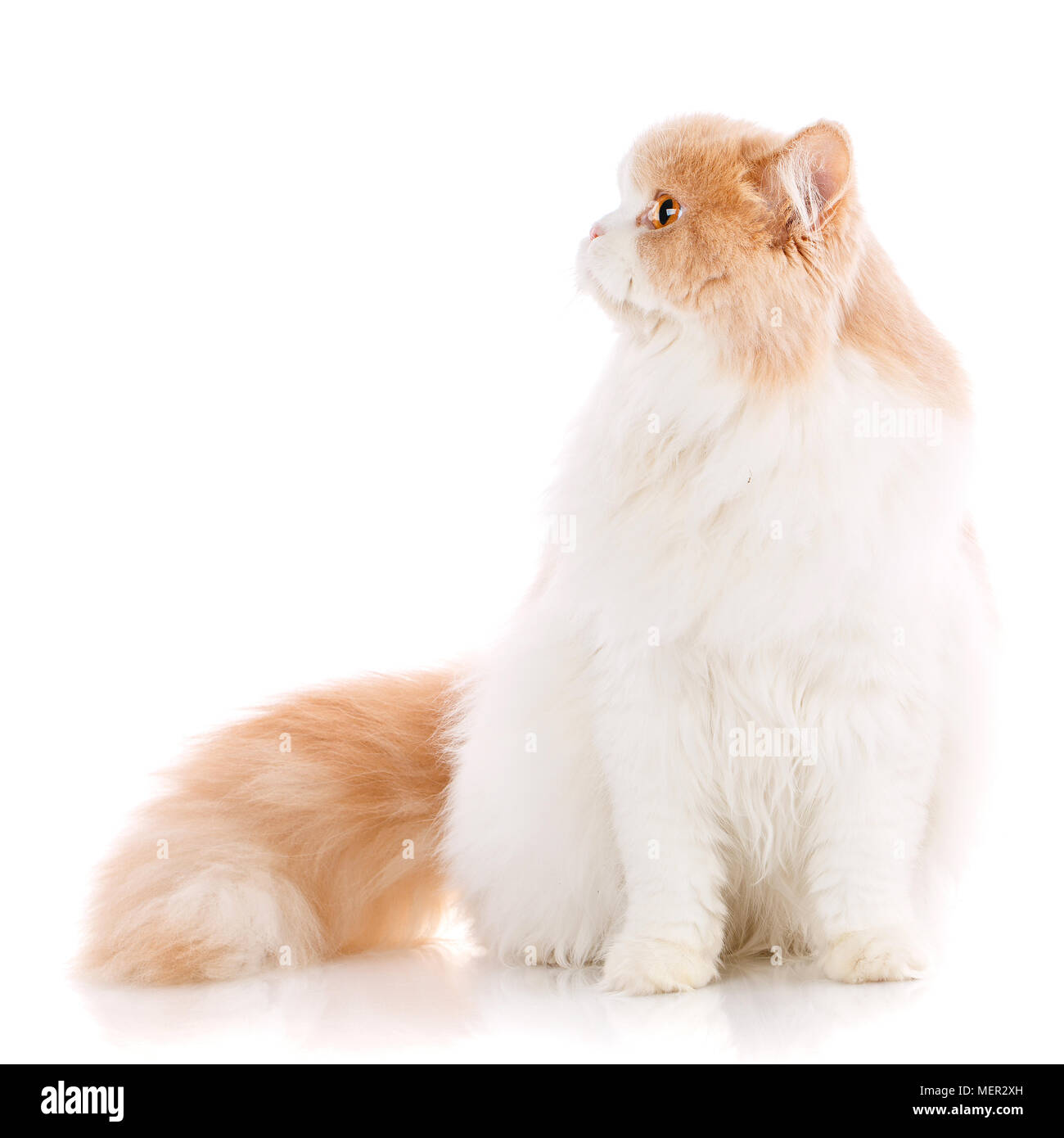 Portrait d'un chat surpris tout droit écossais, gros plan Banque D'Images