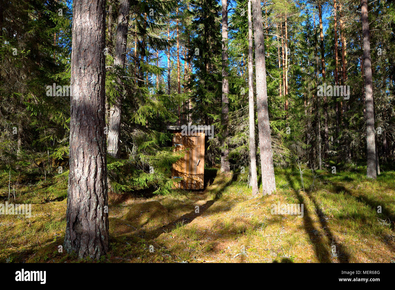 Une toilette sèche est debout dans une forêt ensoleillée. Banque D'Images