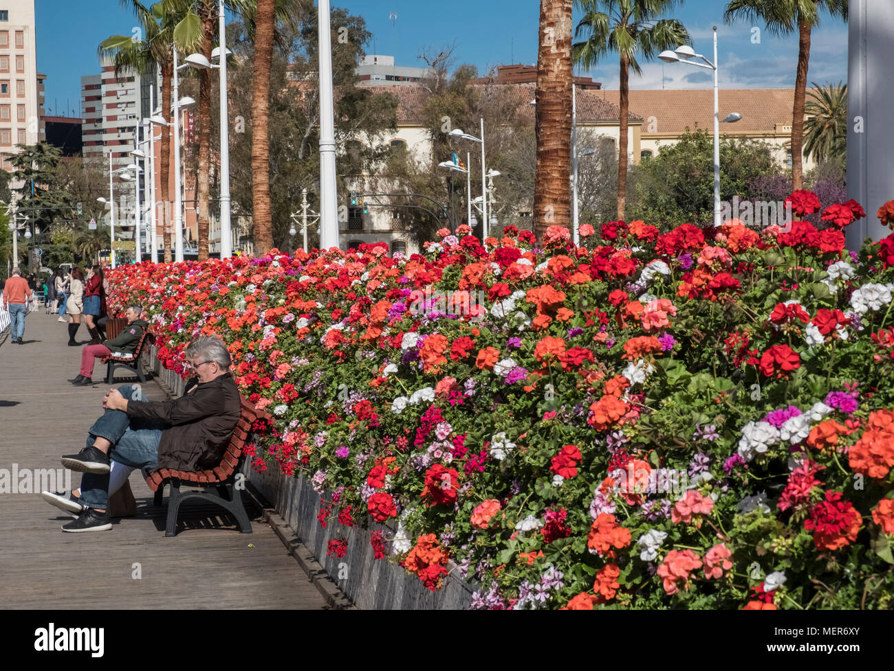 Puente de las Flores - Pont de fleurs de Pélargonium sur le parc public Jardinines del Turia, Valencia, Espagne Banque D'Images