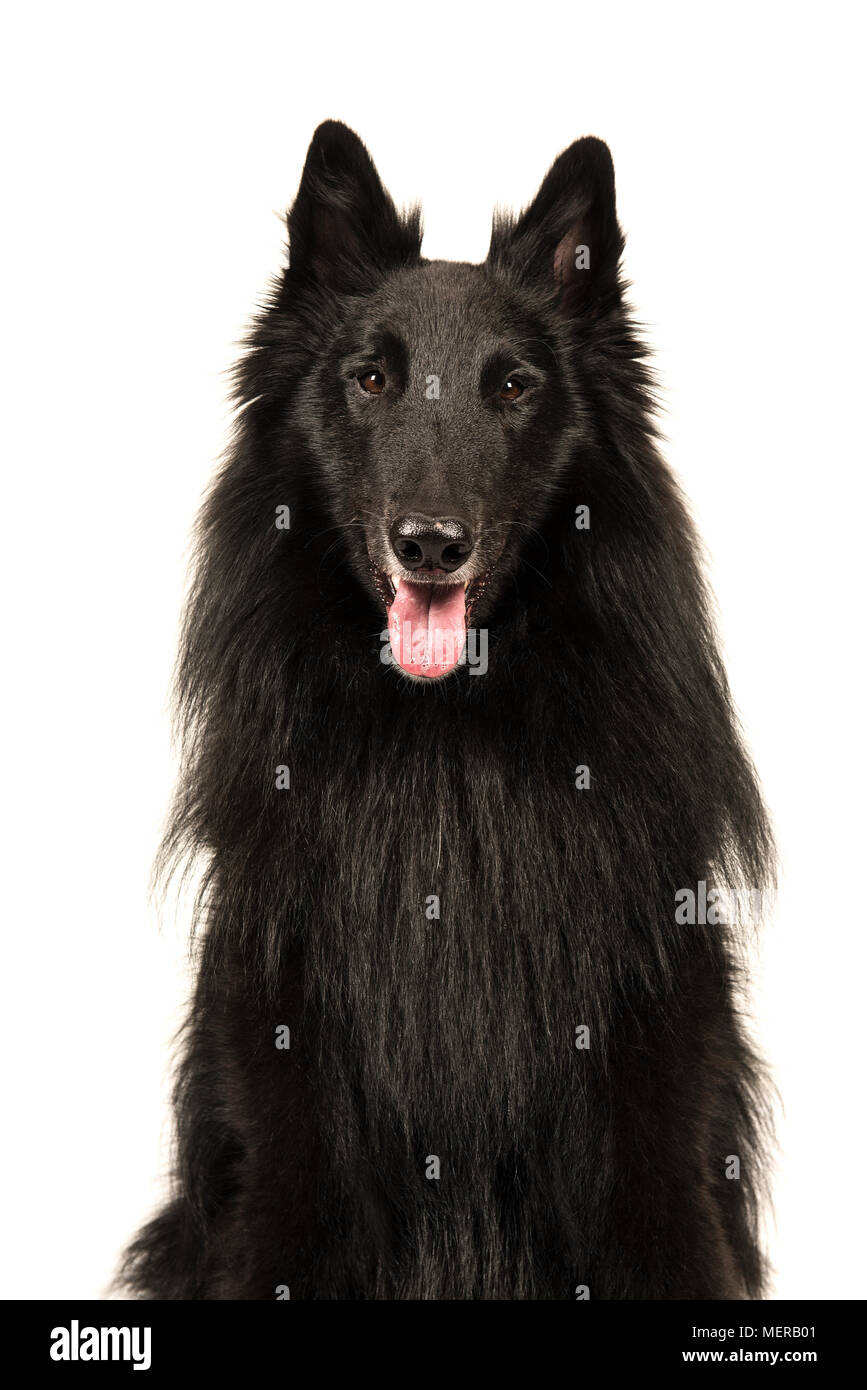 Portrait Dun Chien De Berger Belge Noir Appelé à