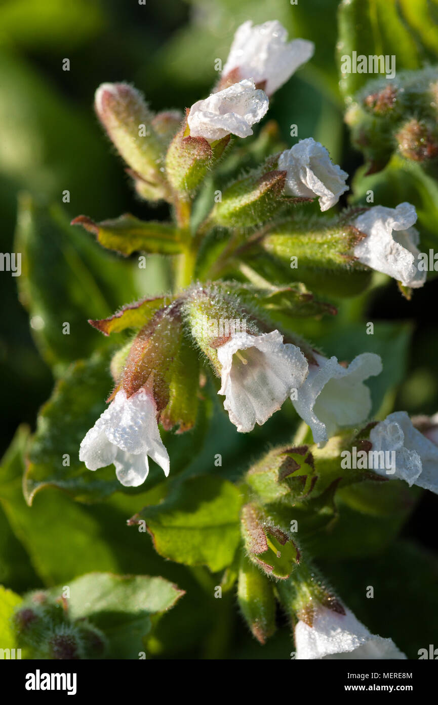 'White Wings', herbe, Fläcklungört (Pulmonaria officinalis) Banque D'Images