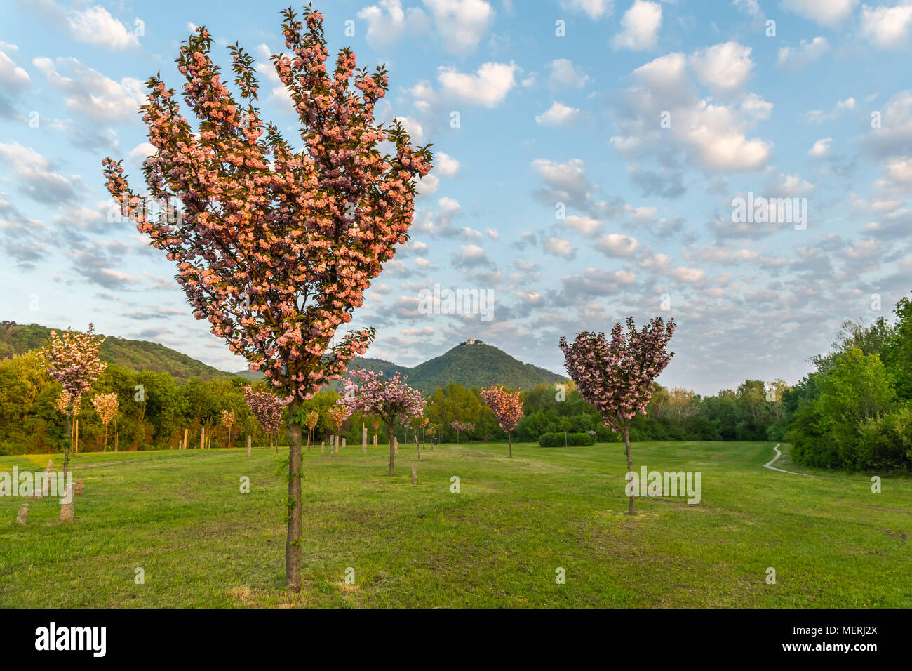 Les cerisiers en fleurs dans le parc japonais (Kirschenhain Donauinsel Vienne Autriche) sur un matin ensoleillé au printemps Banque D'Images