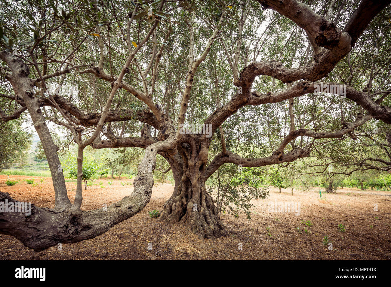 Les branches d'arbres d'olive. Vieil olivier Banque D'Images