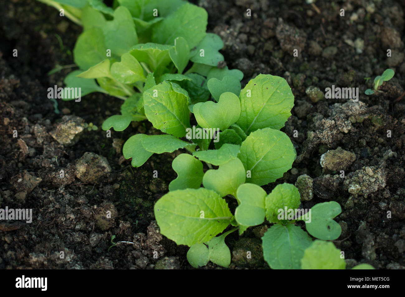 Les semis de salades en sol fertile Photo Stock - Alamy Les semis de salades en sol fertile Photo Stock - Alamy