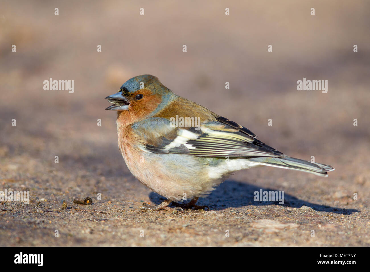 Common Chaffinch (Fringilla coelebs) assis sur le sol dans la réserve naturelle du Moenchbruch près de Francfort, Allemagne. Banque D'Images