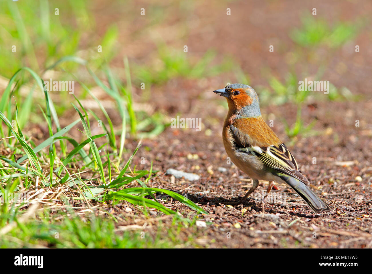 Common Chaffinch (Fringilla coelebs) assis sur le sol dans la réserve naturelle du Moenchbruch près de Francfort, Allemagne. Banque D'Images