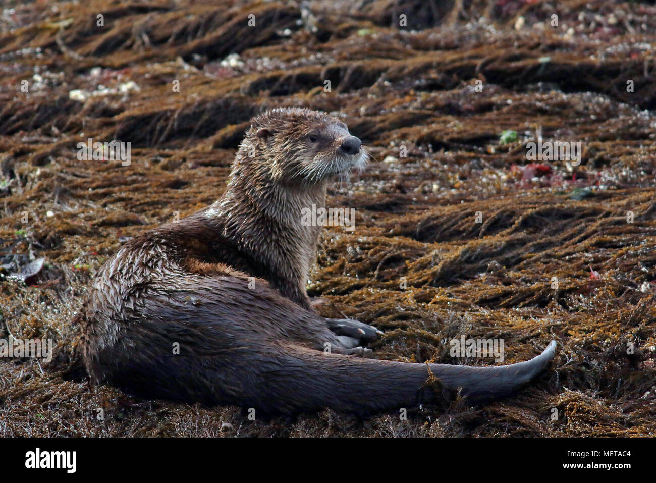 La loutre de rivière (Lontra canadensis) assis dans le varech sur un nchaque à Nanaimo sur l'île de Vancouver sur la côte ouest canadienne. Banque D'Images