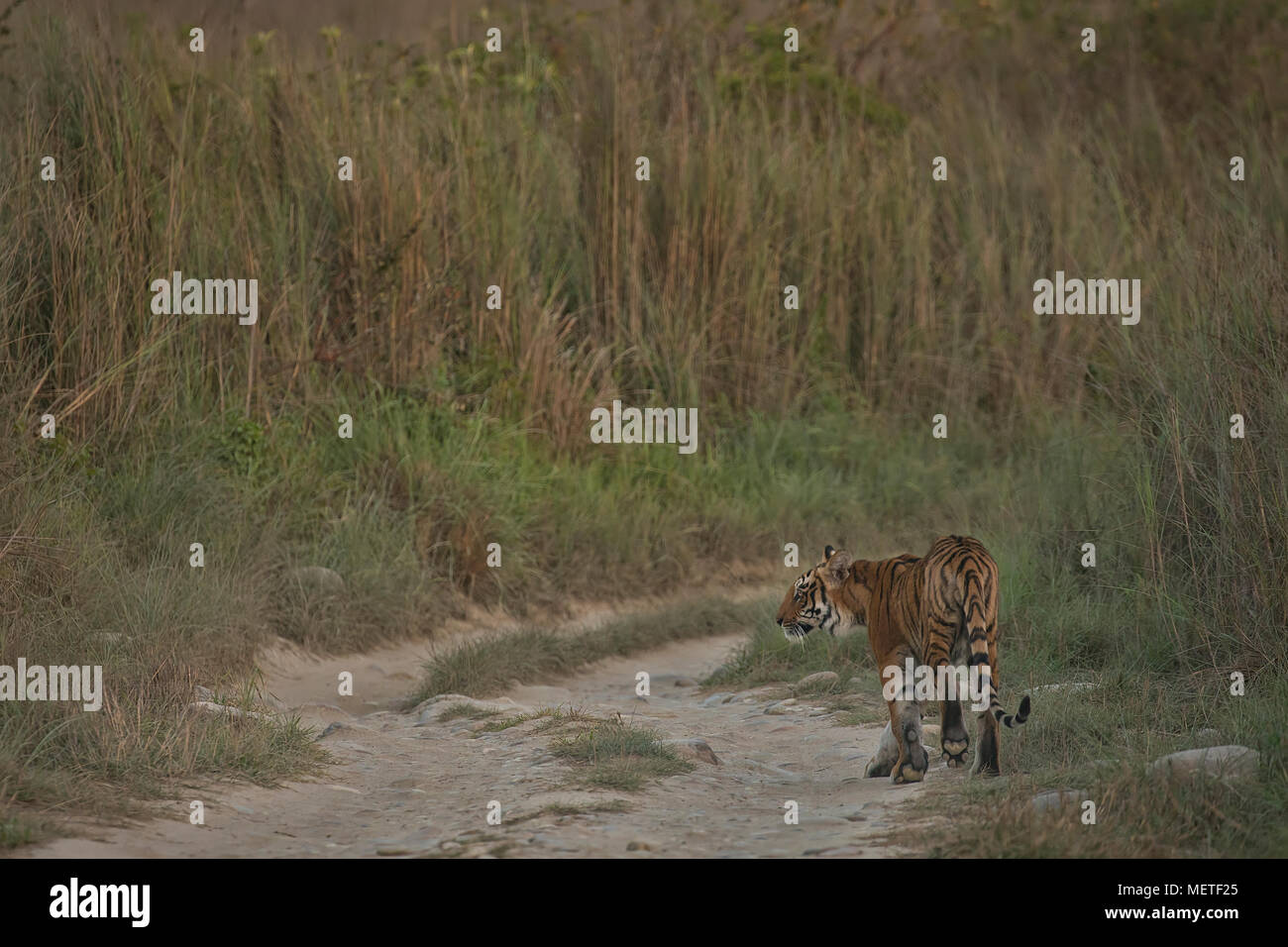 Tiger marche sur piste forestière de l'Inde Banque D'Images