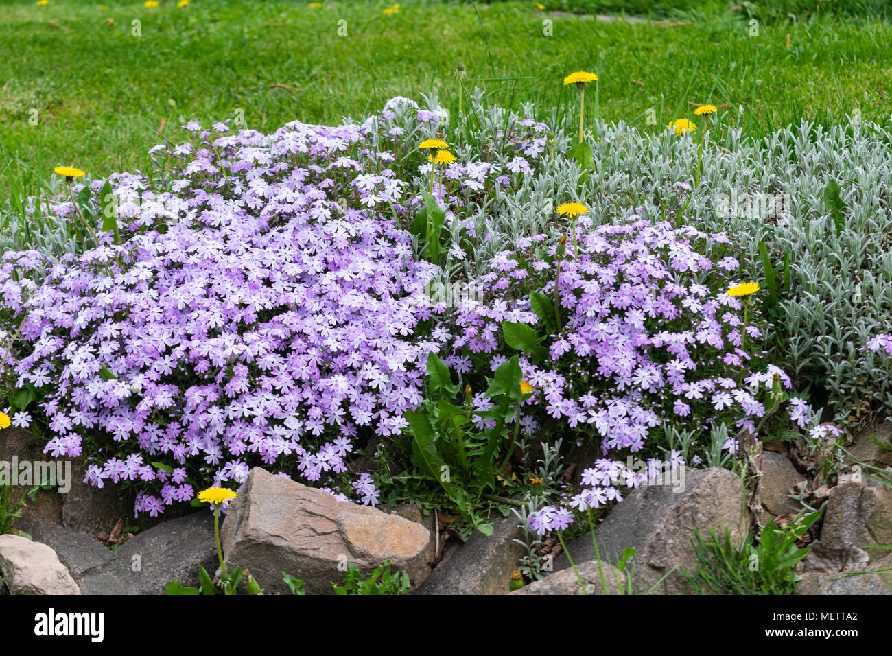 L'herbe décorative. Banque D'Images