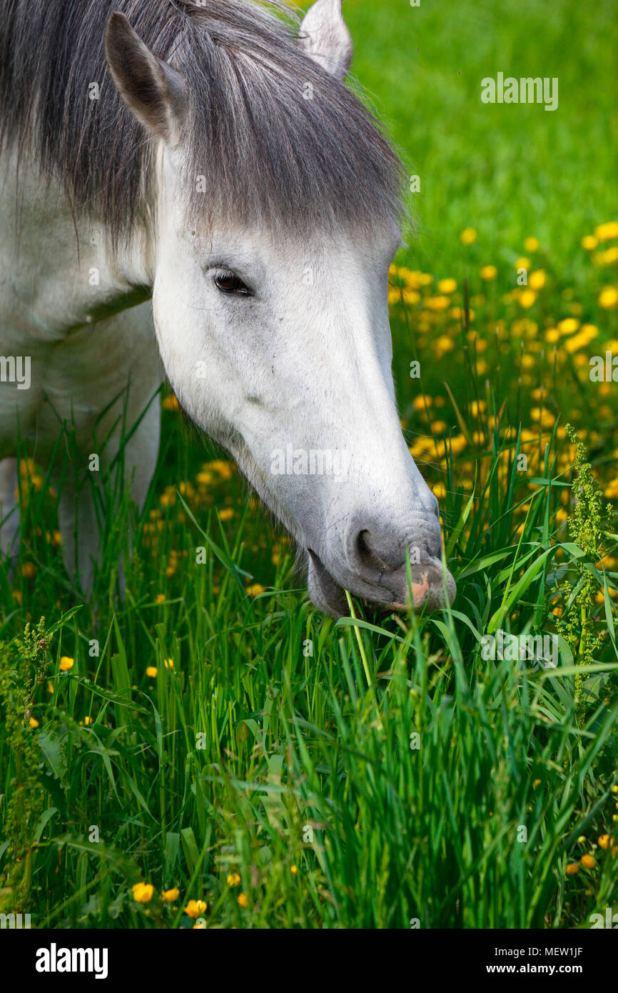 Cheval Blanc manger de l'herbe sur une prairie de printemps Banque D'Images