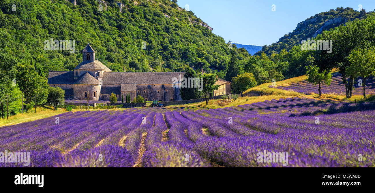 Blooming purple champ de lavande en abbaye de Sénanque, Gordes, Provence, France Banque D'Images