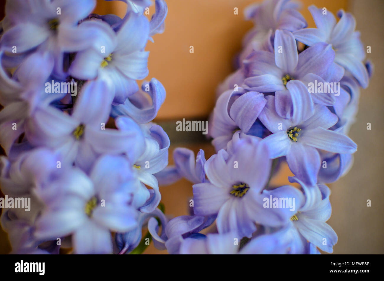 Deux Delft Blue Lily Hyacinthus orientalis Liliaceae avec pentals blanc Banque D'Images