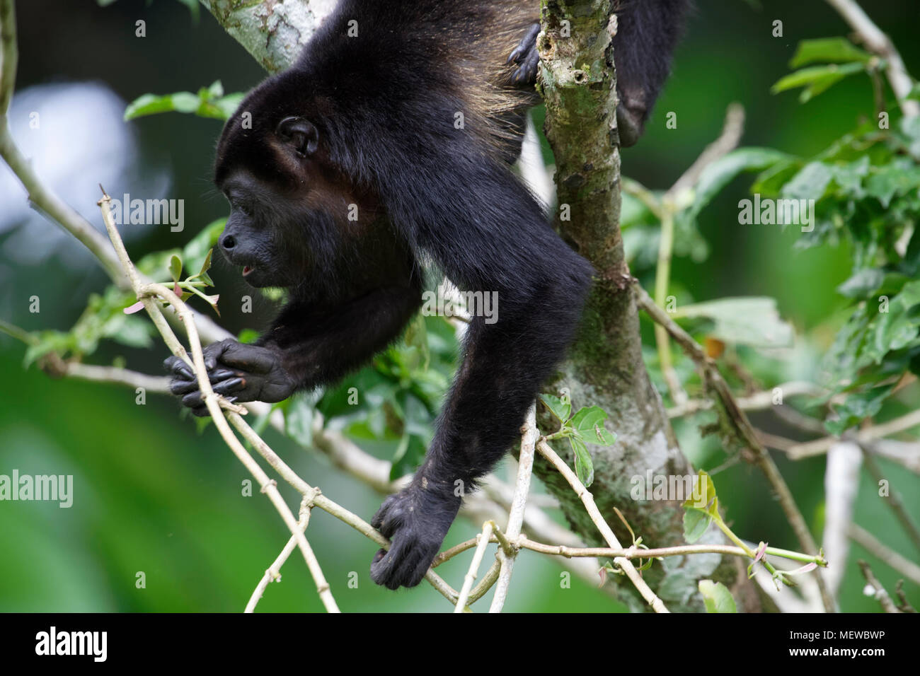 Un singe manahurlé d'or (Alouatta palliata palliata) atteint les feuilles Banque D'Images