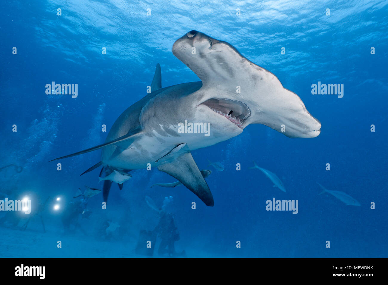 (Sphyrna mokarran Grosser Hammerhai), Maul offen, Bimini, Bahamas | Grand requin marteau (Sphyrna Mokarran), bouche ouverte, l'île de Bimini, Bahamas Banque D'Images
