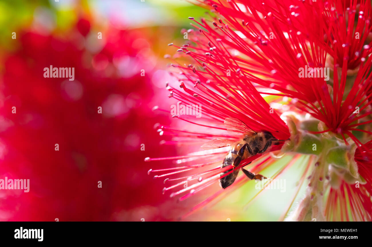 Le printemps. Close-up d'abeille pollinisant fleur rouge vif, callistemon, arrière-plan flou. Banque D'Images
