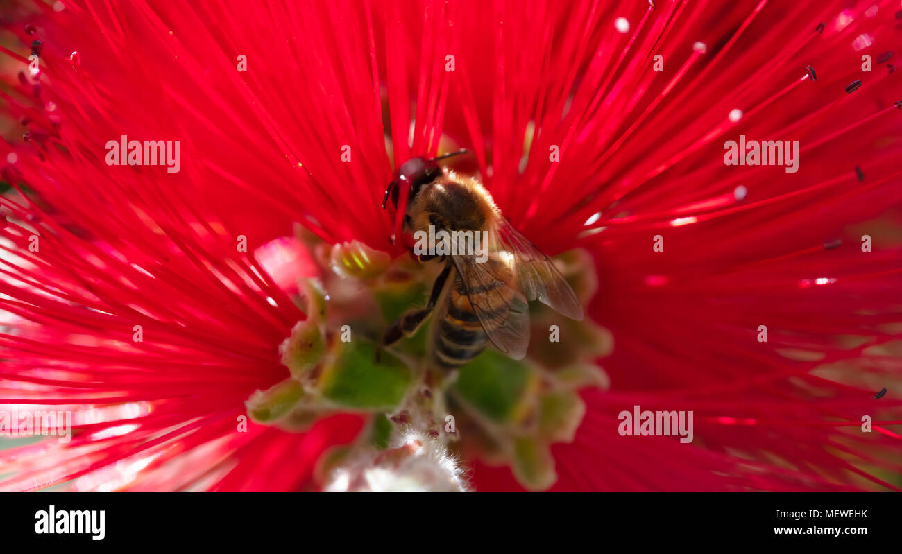 Le printemps. Close-up d'abeille pollinisant fleur rouge vif, callistemon, arrière-plan flou. Banque D'Images