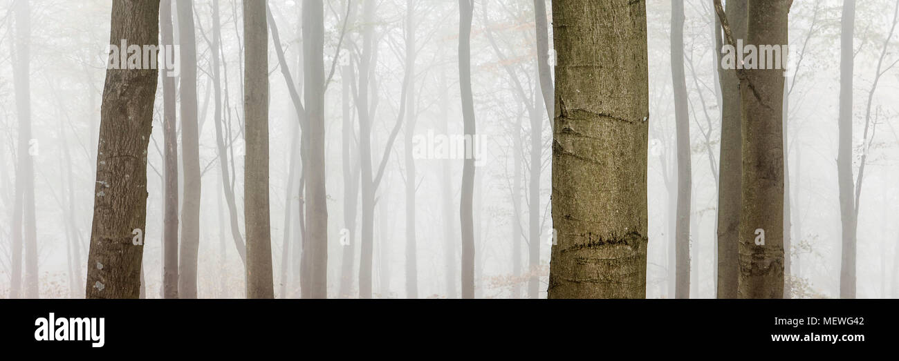Misty, spooky dans la forêt des arbres forestiers Banque D'Images