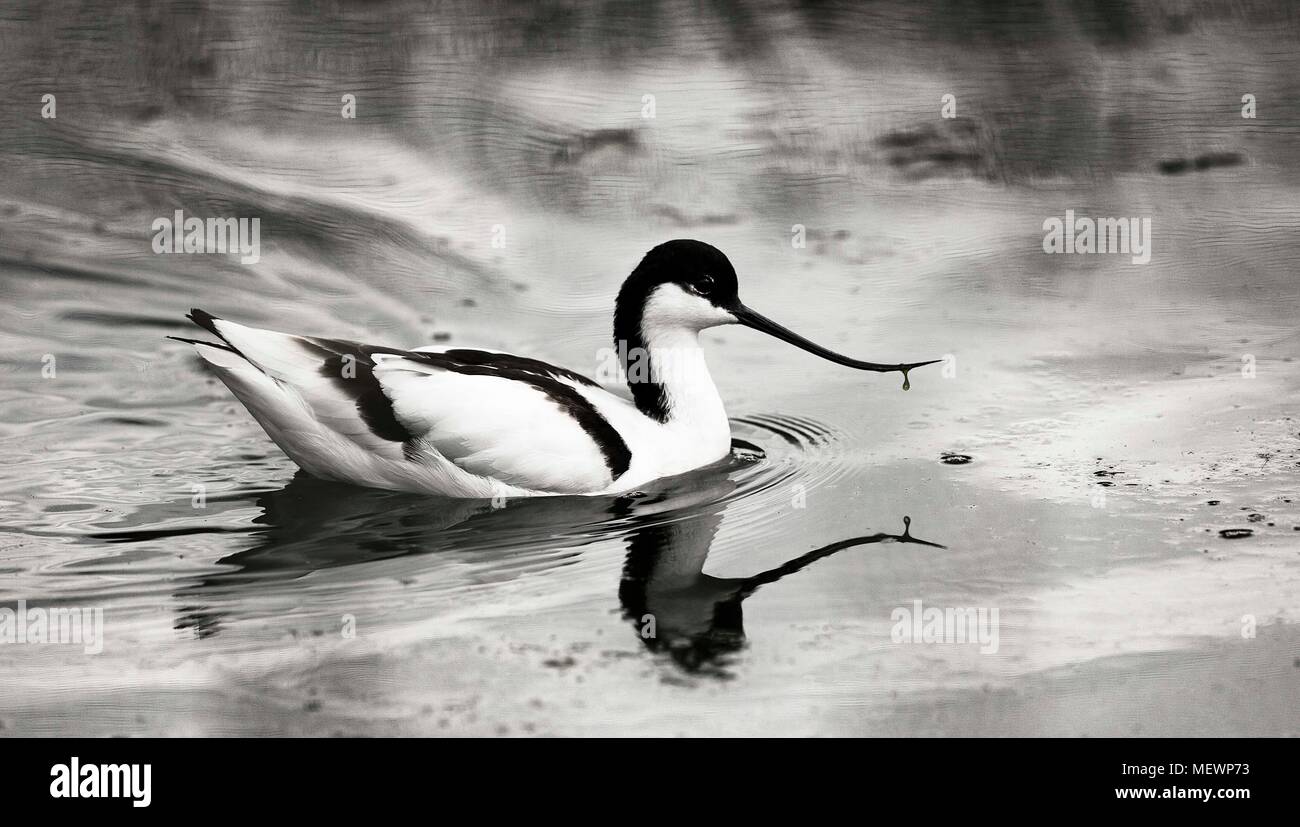 Avocette élégante (Recurvirostra avosetta) Nager avec son reflet dans l'eau Banque D'Images