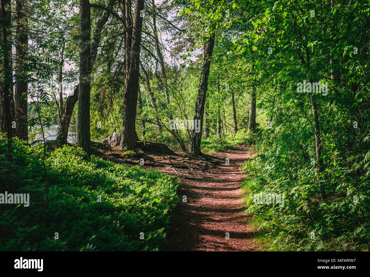 Paysage avec frais de la forêt au chemin journée ensoleillée dans le Parc National de la Finlande. Banque D'Images