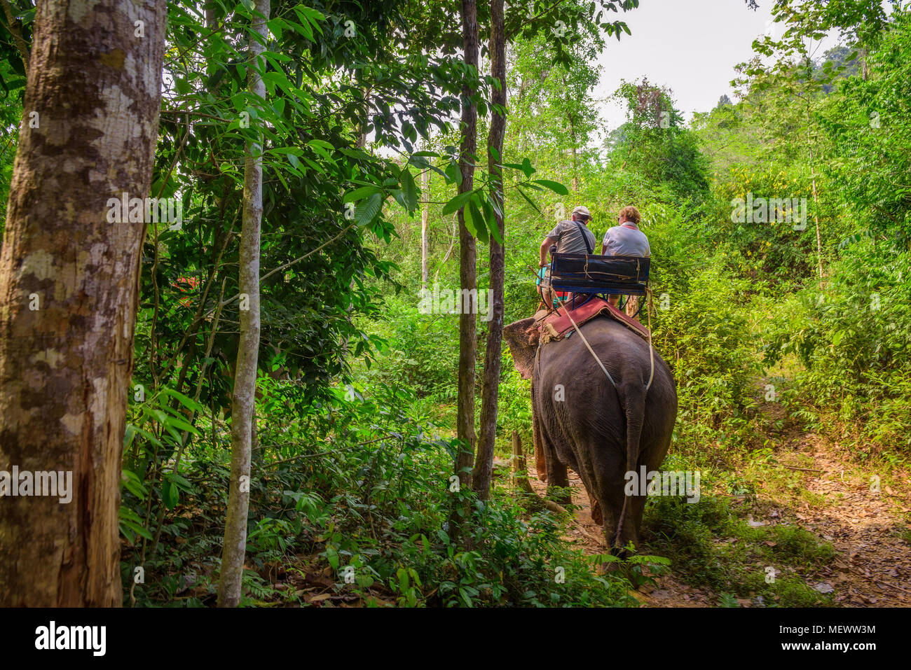 Les touristes à cheval un éléphant en Thaïlande Banque D'Images