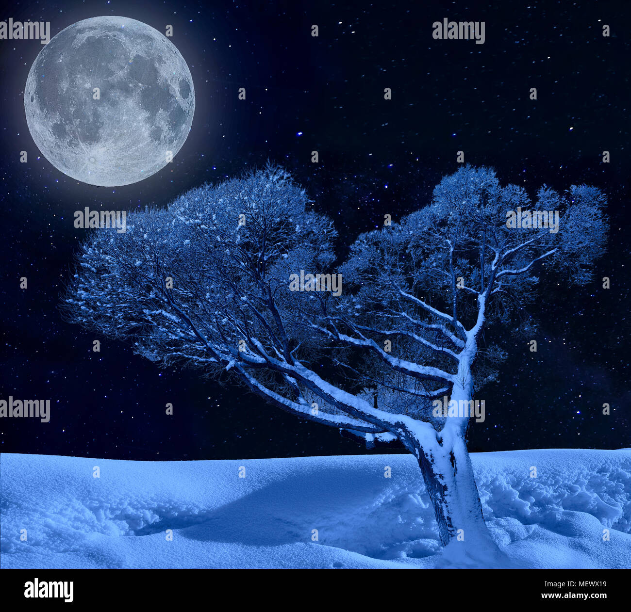 Lonely tree hoarfrost couvert dans moonlight et scintillement d'hiver nuit étoilée - conte de fée nature hiver Banque D'Images