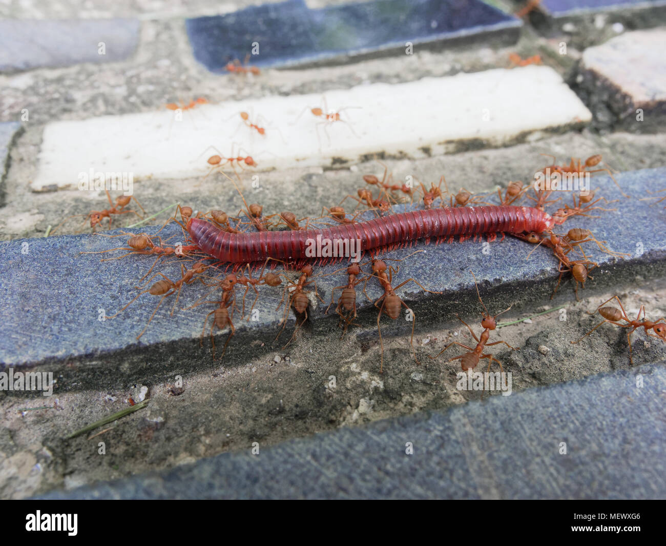 Groupe de fourmis rouges morts mangeant plus de mille-pattes de l'escarpe et carreaux de fond béton show-business concepts de l'équipe, l'organisation, et loi de la nature Banque D'Images Groupe de fourmis rouges morts mangeant plus de mille-pattes de l'escarpe et carreaux de fond béton show-business concepts de l'équipe, l'organisation, et loi de la nature Banque D'Images