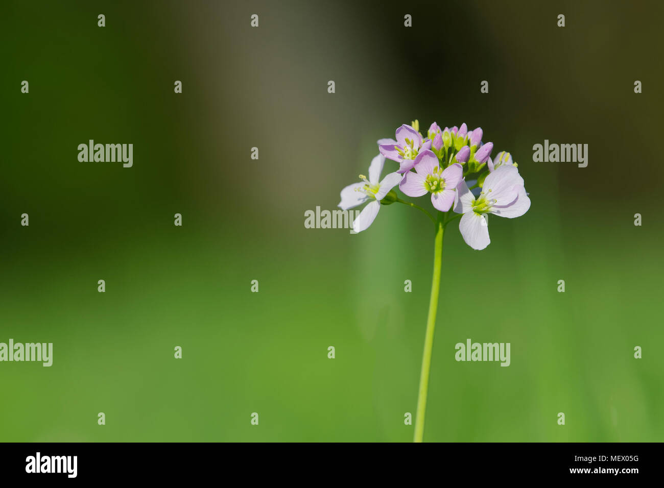 Cuckooflower (Cardamine pratensis) dans un printemps nature sauvage Banque D'Images