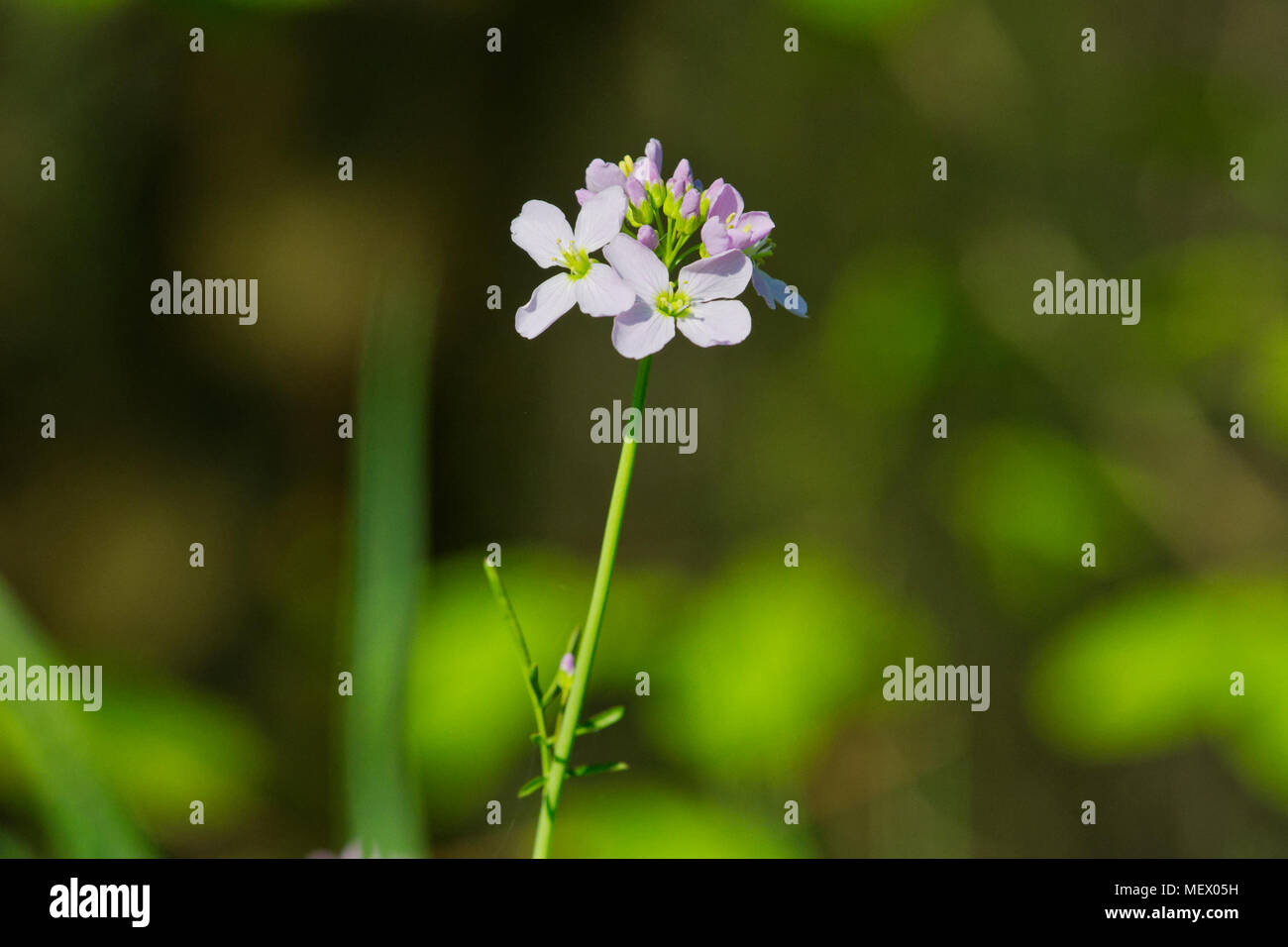 Cuckooflower (Cardamine pratensis) dans un printemps nature sauvage Banque D'Images