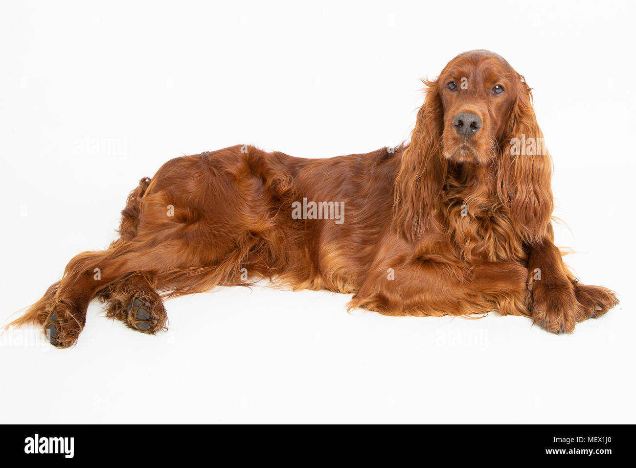 Chien Setter Irlandais rouge dans un environnement de studio avec un fond blanc Banque D'Images