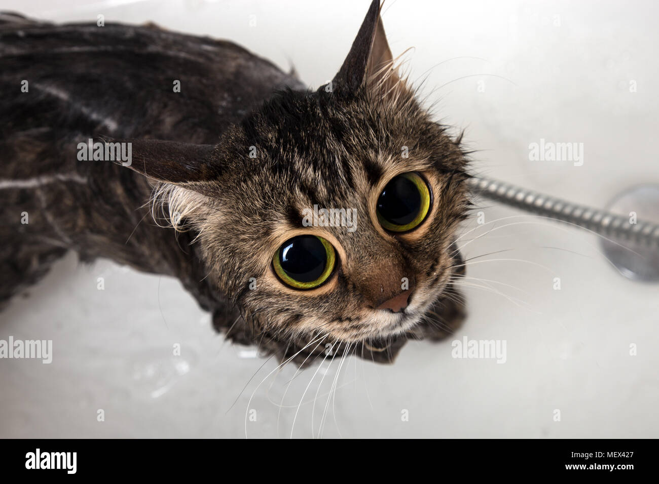 Chat Dans L Appareil Photo Alors Que Dans Le Bain Sous La Douche Photo Stock Alamy