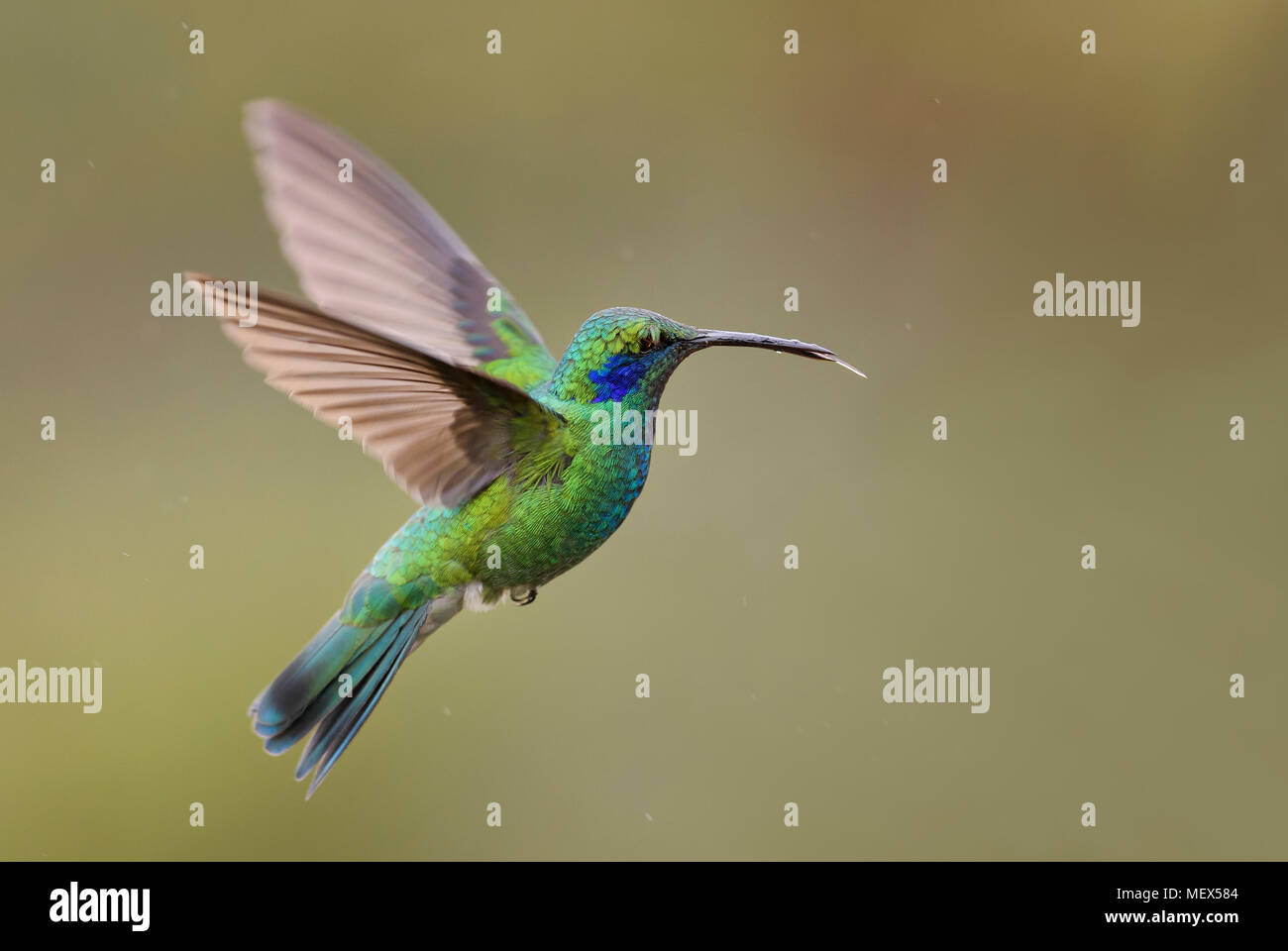 Green Violet-ear - Colibri thalassinus, magnifiques forêts de hummingbird Amérique Centrale, le Costa Rica. Banque D'Images