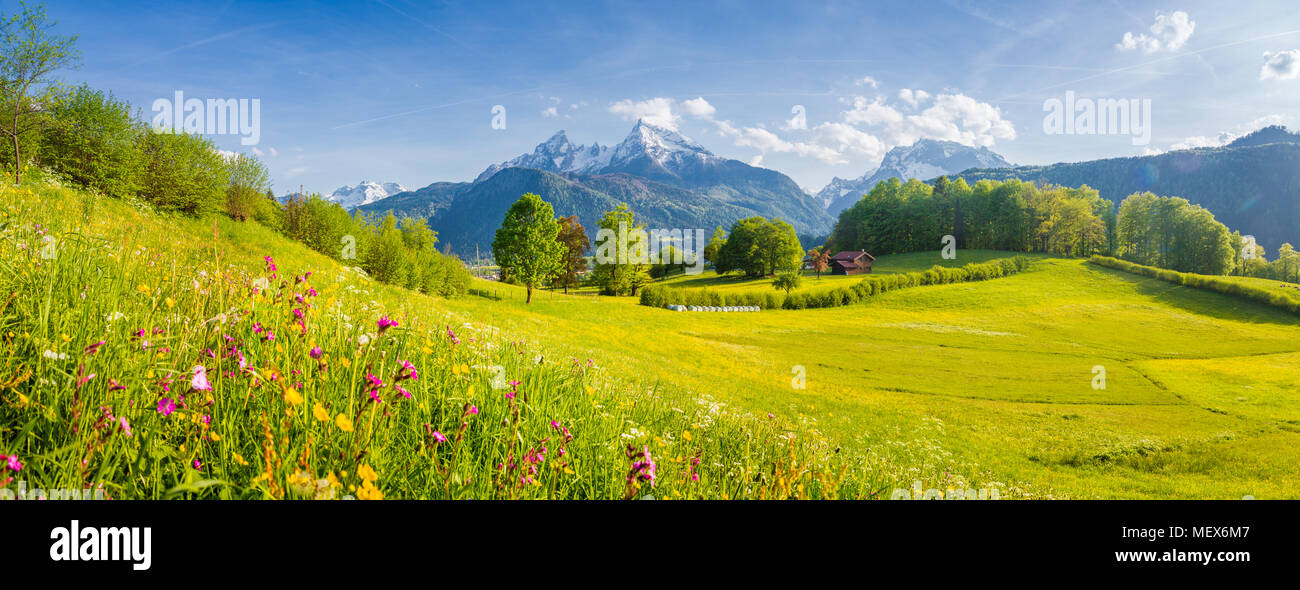 Belle vue sur le paysage de montagne alpin idyllique de fleurs de prairies et snowcapped mountain peaks sur une belle journée ensoleillée avec ciel bleu au printemps Banque D'Images